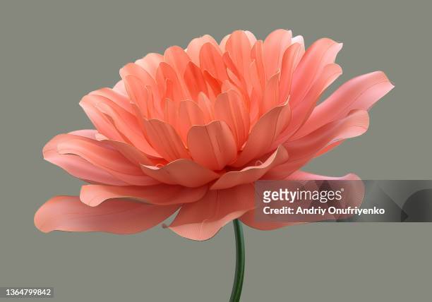 beauty flower - fiore foto e immagini stock