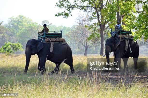 mahouts track tiger on elephant back in the early morning, kanha national park, madhya pradesh, india - india wild life stockfoto's en -beelden