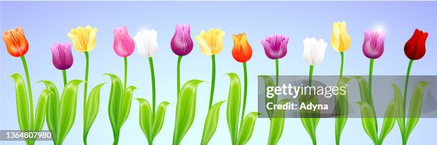 colorful tulips - tulip background stock illustrations