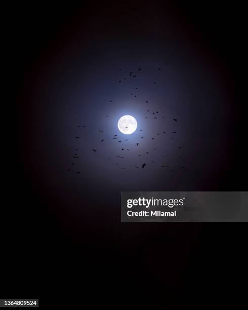 silhouette of a flock of birds flying at the moonlight sky - astronomy bird stock pictures, royalty-free photos & images