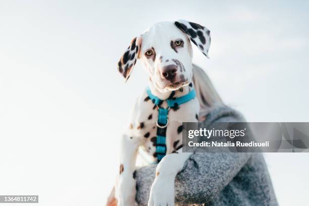 cute portrait of a dalmatian puppy sitting in the arms of young woman. - dalmatiner stock-fotos und bilder