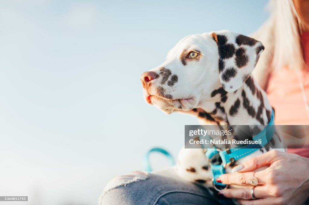Close up of a dalmatian puppy in the arms of his owner.