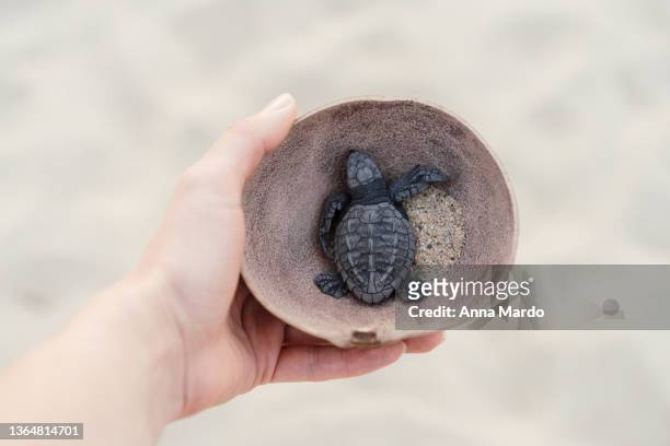 baby turtle in a coconut shell at the beach. - puerto escondido stock pictures, royalty-free photos & images