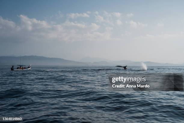 humpback whale diving next to a tour boat in puerto escondido mexico. - humpback whale stock pictures, royalty-free photos & images