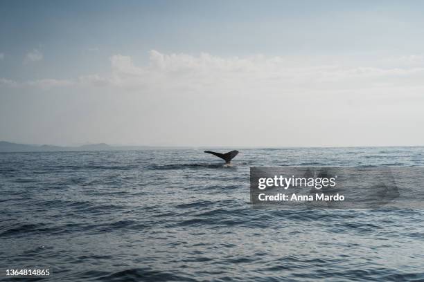 fin of a humpback whale in the ocean. - tail fin bildbanksfoton och bilder