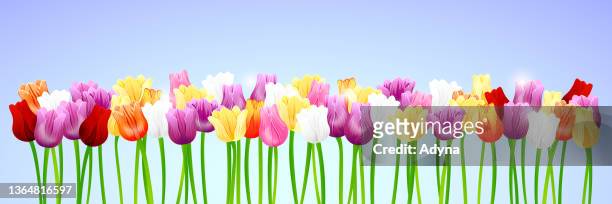 ilustrações, clipart, desenhos animados e ícones de bandeira tulipa de primavera - canteiro de flores