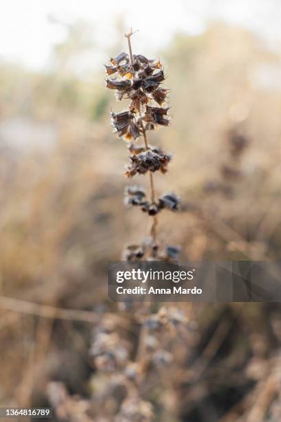 close up image of a dried plant - dried plant stock-fotos und bilder