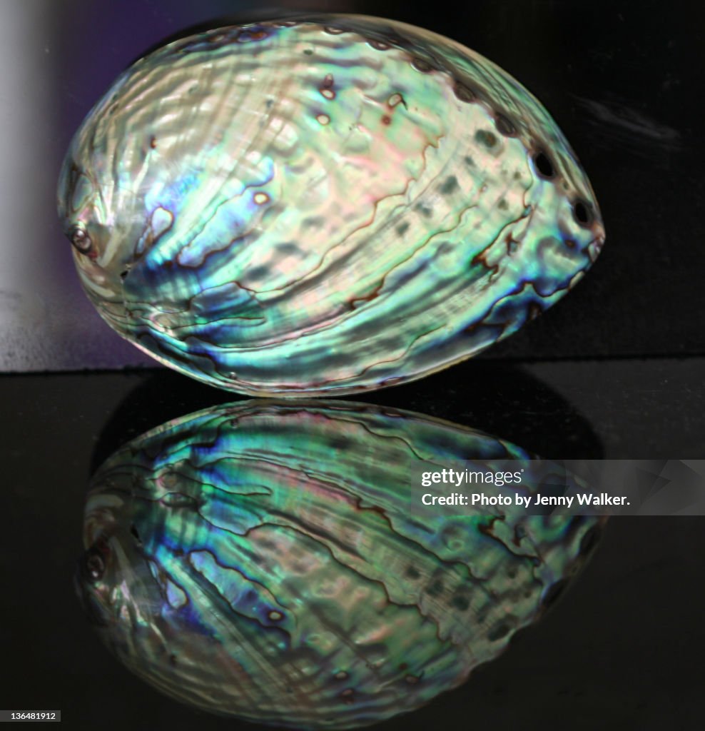 Polished Abalone shell