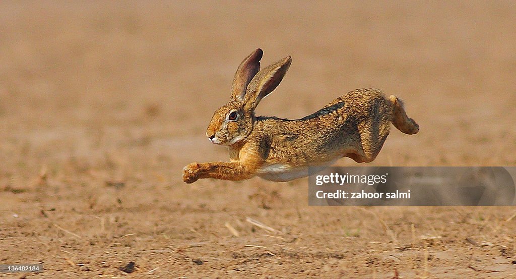 Rabbit jumping in field