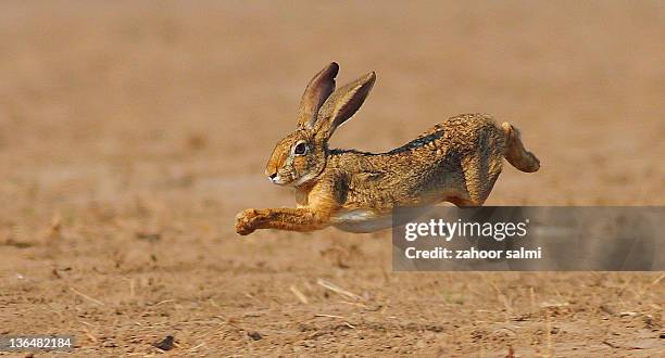 Rabbit In Action 554 Bunny Hopping Stock Photos, High-Res Pictures, and Images - Getty ...