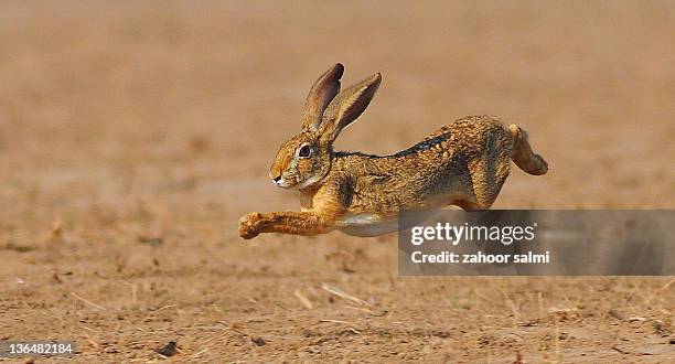 rabbit jumping in field - hare viltkött bildbanksfoton och bilder