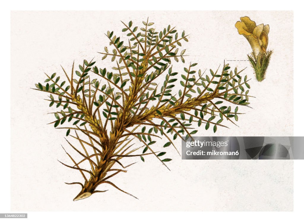 Old engraved illustration of Botany, Plants of the steppe - Astragalus gummifer