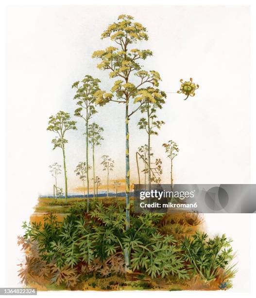 51 Muskroot Stock Photos, High-Res Pictures, and Images - Getty Images