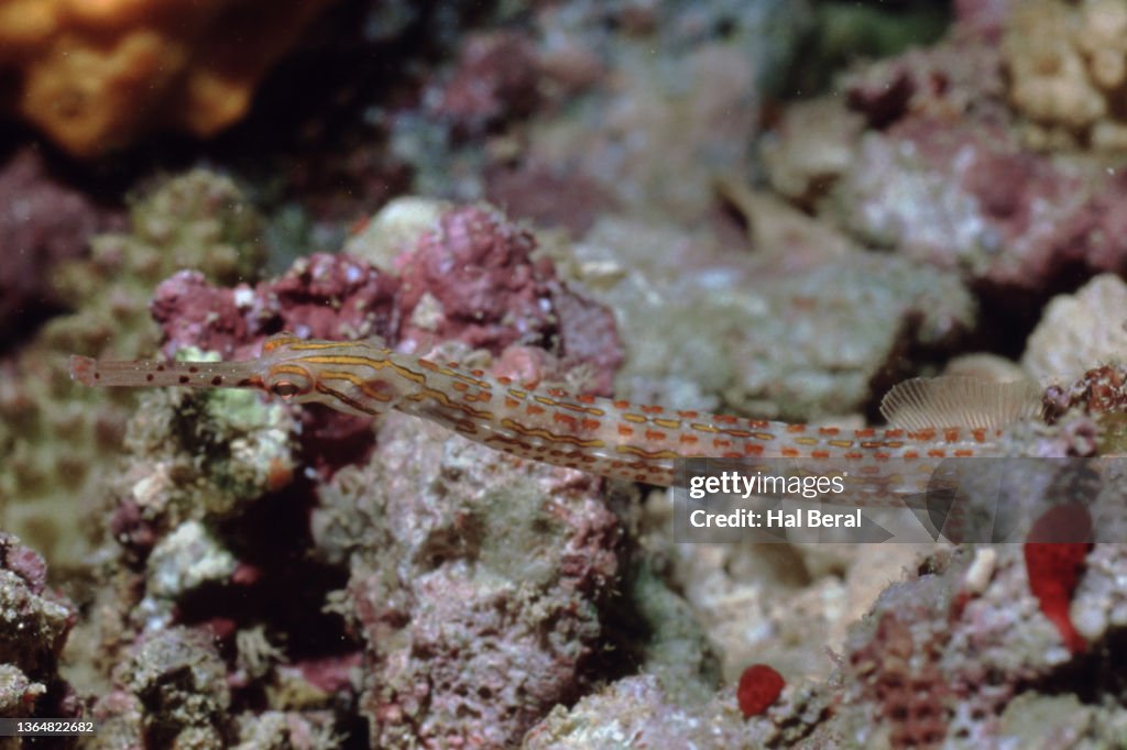 Schultz's Pipefish close-up