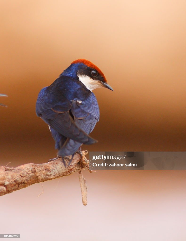 Wire-tailed swallow