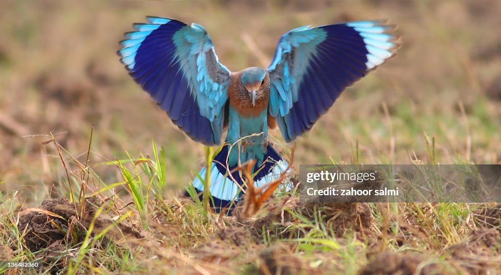 Indian Roller