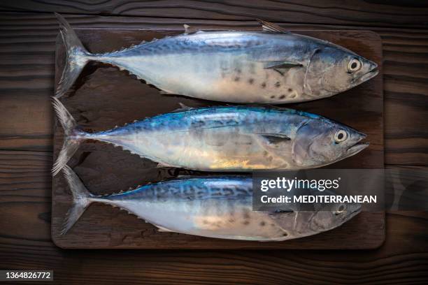 three tuna fish group in a row on dark wooden board really fresh - tuna seafood imagens e fotografias de stock