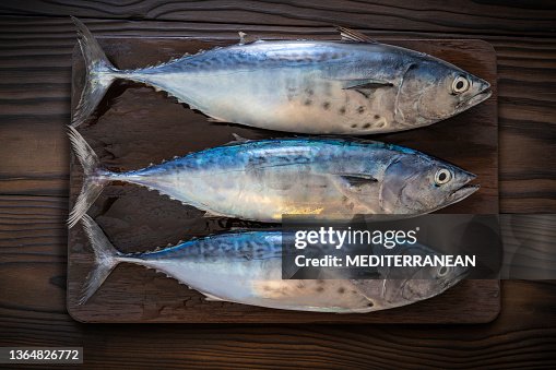 Three tuna fish group in a row on dark wooden board really fresh Three tuna fish group in a row on dark wooden board really fresh