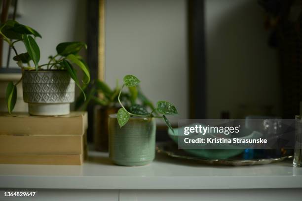 two potted plants on a white dresser - chest of drawers - fotografias e filmes do acervo