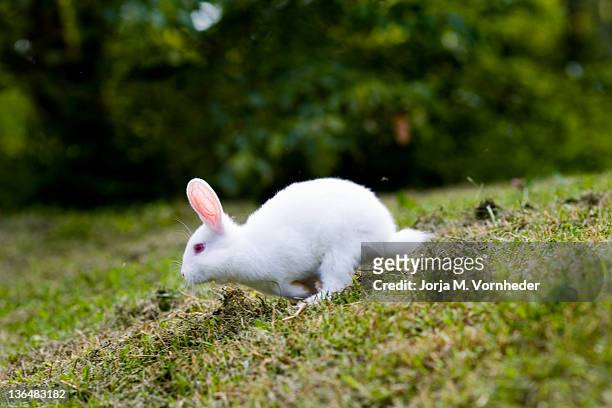 white rabbit running - white rabbit stock pictures, royalty-free photos & images
