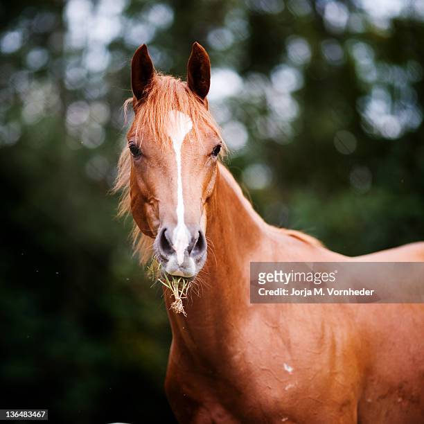 young brown quarter horse - cuarto de milla fotografías e imágenes de stock