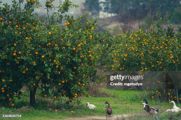 verger d’orangers sous la pluie - date fruit photos et images de collection