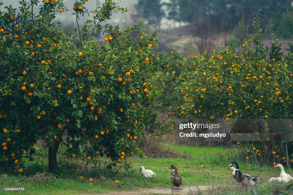Orange orchard in rain