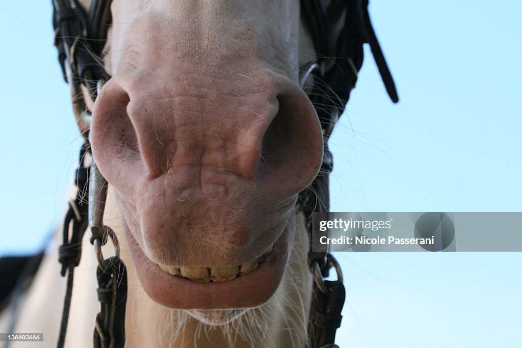 Close up of horse