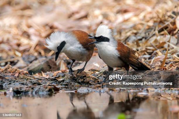 white-crested laughingthrush garrulax leucolophus beautiful birds of thailand drinking water - garrulax leucolophus stock pictures, royalty-free photos & images