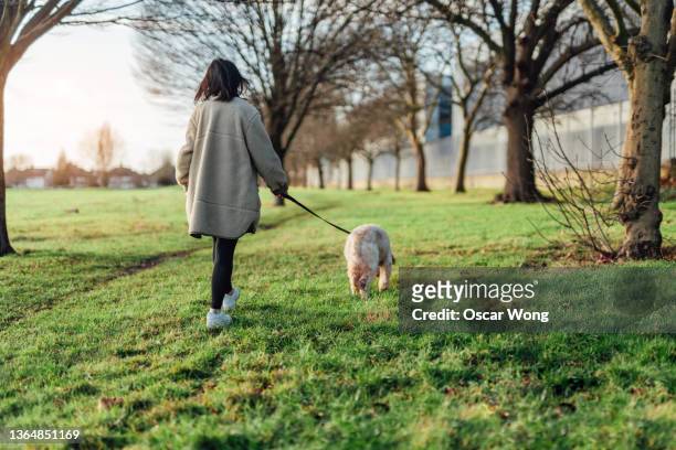 rear view of young woman walking her dog in the park on a sunny day - man walking dog stock-fotos und bilder
