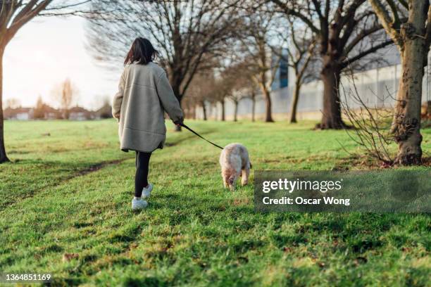 rear view of young woman walking her dog in the park on a sunny day - dog walking stock pictures, royalty-free photos & images