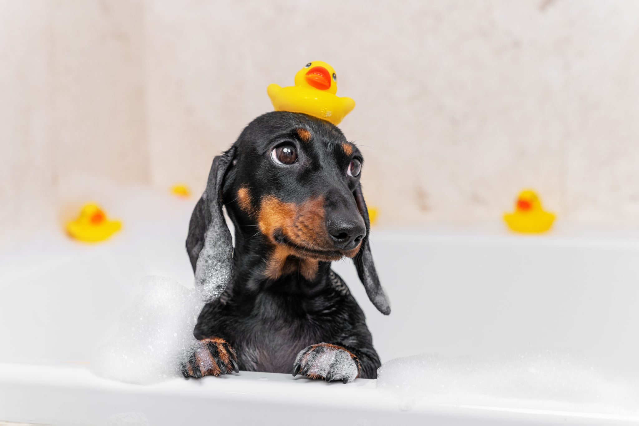 puppy grooming