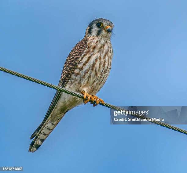 american kestrel on a wire closeup - falco sparverius - cernícalo fotografías e imágenes de stock