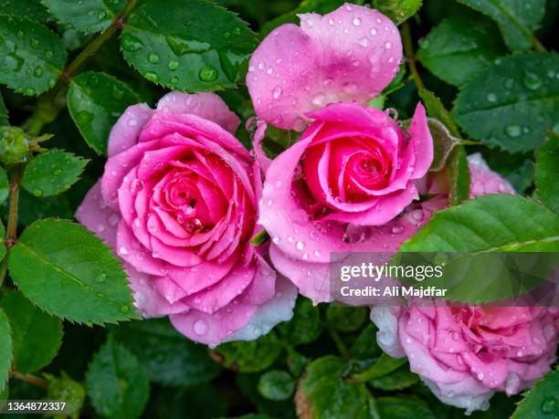 rose flowers - red roses garden 個照片及圖片檔