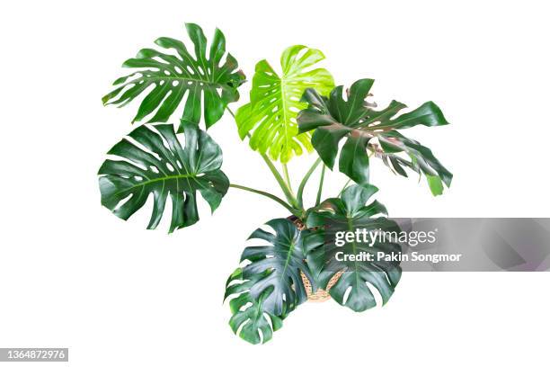 clipping part of a monstera plant in a wicker basket, isolated on a white background. - monstera imagens e fotografias de stock