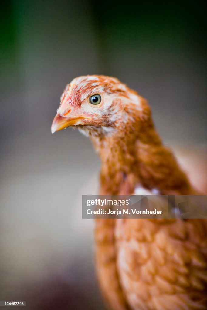 Young brown chicken