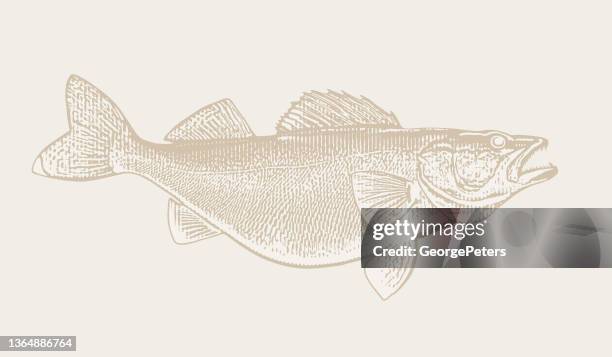 ilustrações, clipart, desenhos animados e ícones de peixe-walleye grande - walleye