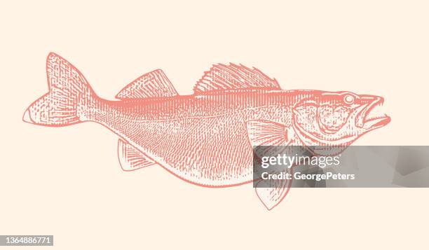 ilustrações, clipart, desenhos animados e ícones de peixe-walleye grande - walleye