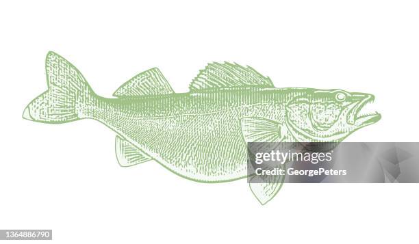 large walleye fish - walleye stock illustrations