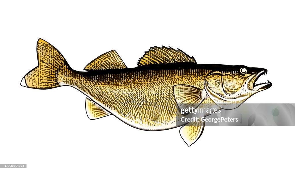 Large Walleye fish