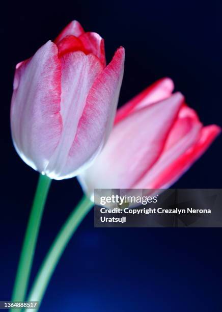 tulip flower - fleur double photos et images de collection