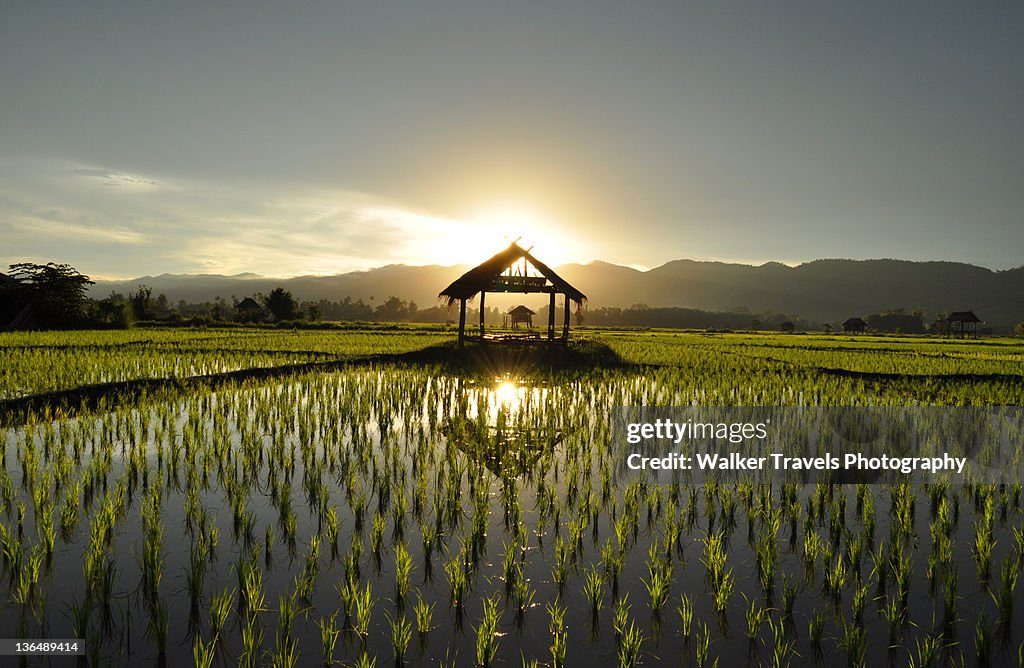 Sunset at rice paddy field in southeast Asia