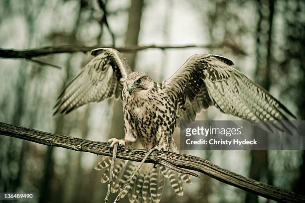 birds of prey - hydeck stock-fotos und bilder