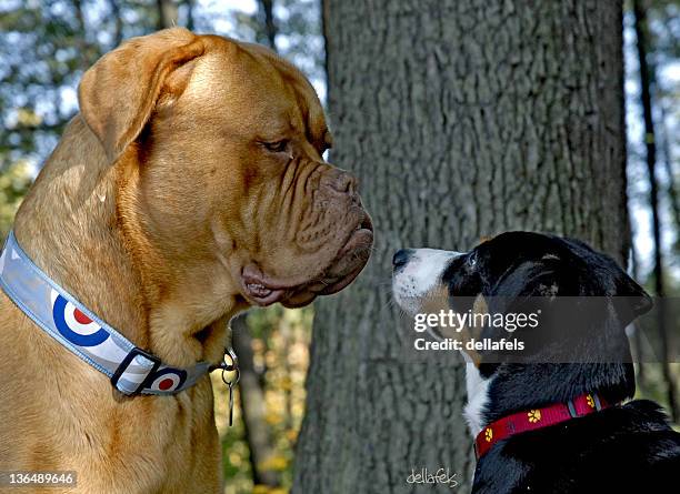 bordeaux dog and entlebucher swiss dog - entlebucher sennenhund stock pictures, royalty-free photos & images