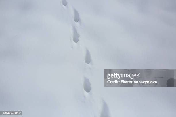 traces of a cat or dog on white snow in snowdrifts. - cat dog rabbit bildbanksfoton och bilder