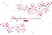 Spring flowers: A frame of cherry blossoms and falling petals. Branches extending from the left and right. Watercolor illustration. (Vector. Layout can be changed)
