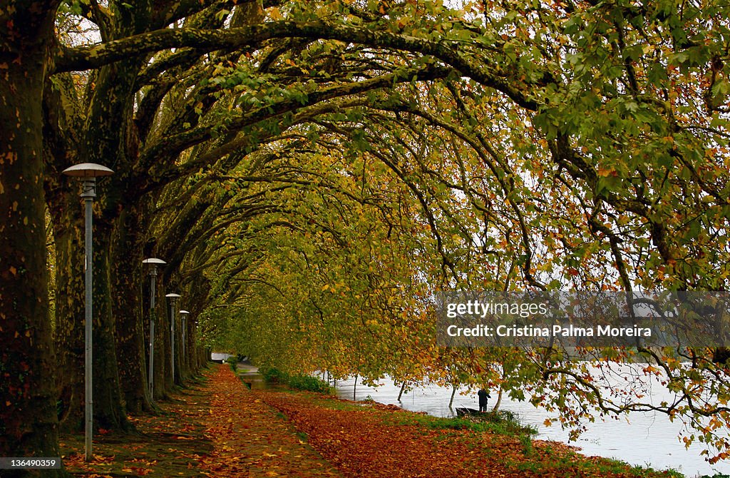 Red autumn leaves in gateway