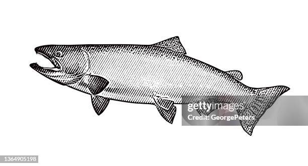 ilustraciones, imágenes clip art, dibujos animados e iconos de stock de salmón chinook grande - reo