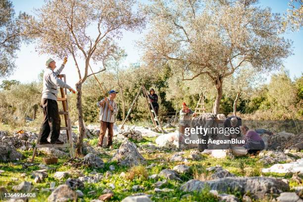 los miembros de la familia cosechan aceitunas - olive orchard fotografías e imágenes de stock