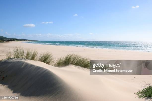 bolonia beach dune - atlantic ocean bildbanksfoton och bilder